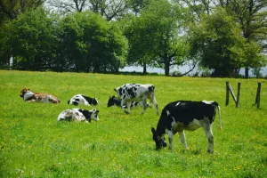 Naturalność i bezpieczeństwo