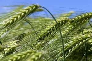 Zapobieganie błędom w nawożeniu