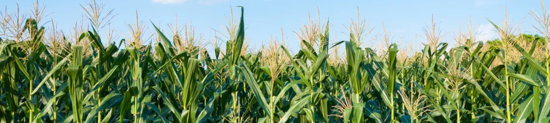 Mączki mineralne do uprawy kukurydzy