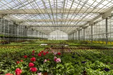 Uprawa roślin doniczkowych